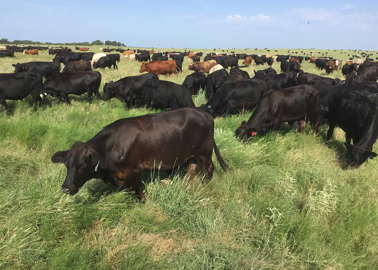 Cattle Grazing - Birdwell and Clark Ranch