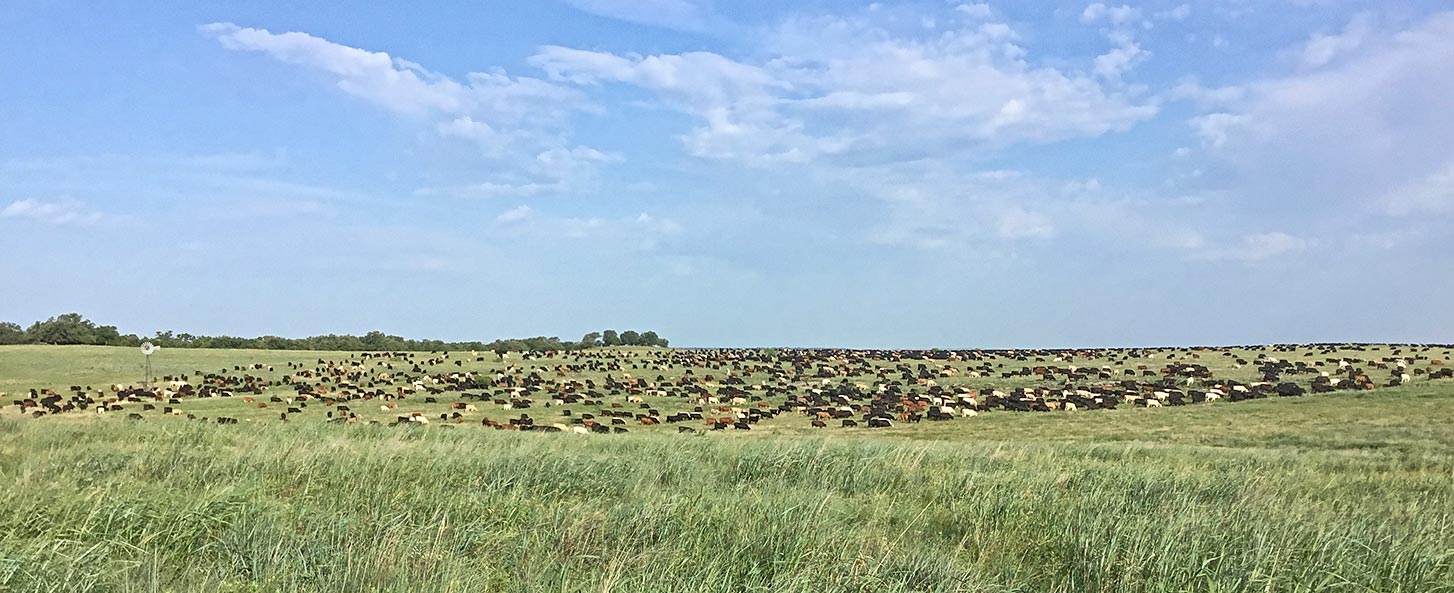 Grazing Cattle Birdwell and Clark Ranch